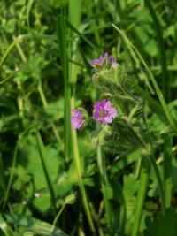 Kakost měkký (Geranium molle)