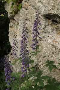 Stračka vyvýšená (Delphinium elatum)