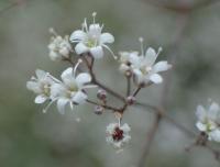 Šater latnatý (Gypsophila paniculata)