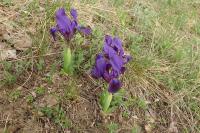 Kosatec nízký (Iris pumila)