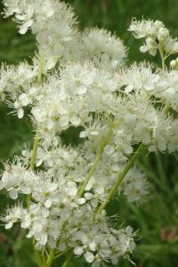Tužebník jilmový (Filipendula ulmaria)
