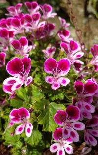 Pelargonie velkokvětá 'Angel Parfum Nova' (Pelargonium grandiflorum)