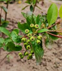 Temnoplodec černoplodý (Aronia melanocarpa)