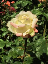 Růže 'Athena' - Velkokvěté růže (Rosa)