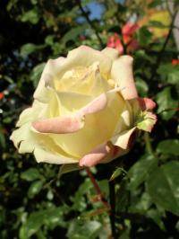 Růže 'Athena' - Velkokvěté růže (Rosa)