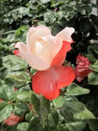 Růže 'Nostalgie' - Velkokvěté růže (Rosa)