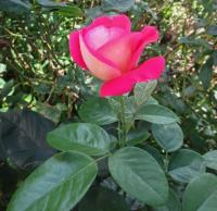 Růže 'Heimatmelodie' - Velkokvěté růže (Rosa)