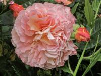 Růže 'Augusta Luise' - Velkokvěté růže (Rosa)