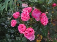 Růže 'Pomponella' - Mnohokvěté růže (Rosa)