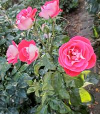 Růže 'Rose Gaujard' - Velkokvěté růže (Rosa)