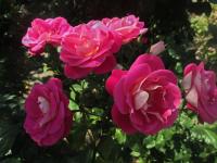 Růže 'Rose Gaujard' - Velkokvěté růže (Rosa)