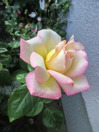 Růže 'Gloria Dei' - Velkokvěté růže (Rosa)