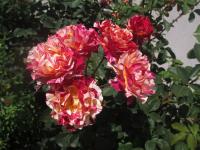 Růže 'Maurice Utrillo' - Velkokvěté růže (Rosa)