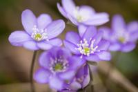 Leberblümchen (Hepatica nobilis)