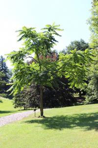 Pajasan žláznatý (Ailanthus altissima)