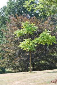 Pajasan žláznatý (Ailanthus altissima)