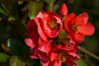 Kdoulovec japonský (Chaenomeles japonica)