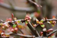 Kdoulovec japonský (Chaenomeles japonica)
