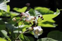 Katalpa trubačovitá (Catalpa bignonioides)