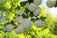 Kalina obecná 'Roseum' (Viburnum opulus)