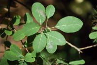 Ruj vlasatá (Cotinus coggygria)