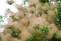 Ruj vlasatá 'Royal Purple' (Cotinus coggygria)