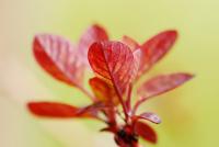 Ruj vlasatá 'Royal Purple' (Cotinus coggygria)