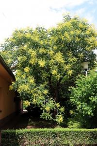 Svitel latnatý (Koelreuteria paniculata)