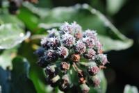 Břečťan popínavý (Hedera helix)