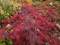 Javor dlanitolistý 'Dissectum Atropurpureum' (Acer palmatum)