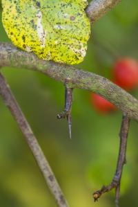 Hloh obecný 'Gireoudii' (Crataegus laevigata)