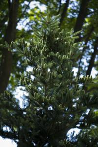Jedle korejská (Abies koreana)