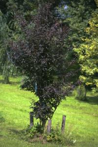 Buk lesní 'Rohanii' (Fagus sylvatica)