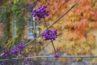Krásnoplodka japonská (Callicarpa japonica)