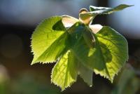 Lípa stříbrná (Tilia tomentosa)