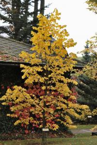 Lípa stříbrná - podzimní habitus (Tilia tomentosa)
