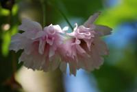 Sakura ozdobná 'Kanzan' (Prunus serrulata)