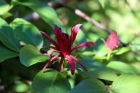 Sazaník květnatý (Calycanthus floridus)