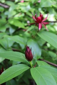 Sazaník květnatý (Calycanthus floridus)