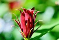 Sazaník květnatý (Calycanthus floridus)