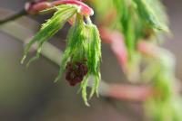 Javor dlanitolistý 'Dissectum' (Acer palmatum)