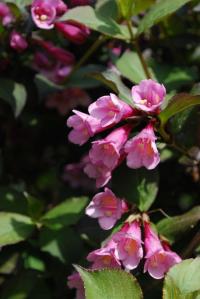 Weigelie růžová (Weigela florida)