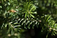 Jedle korejská 'Silberlocke' (Abies koreana)