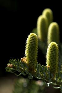 Jedle korejská 'Silberlocke' (Abies koreana)