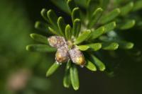 Jedle korejská 'Silberlocke' (Abies koreana)