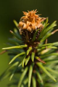 Smrk ztepilý 'Virgata' (Picea abies)