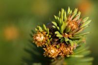 Smrk ztepilý 'Virgata' (Picea abies)