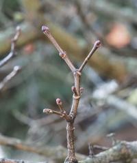Javor mléč 'Dissectum' (Acer platanoides)