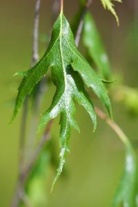 Bříza bělokorá 'Dalecarlica' (Betula pendula)