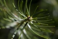 Jedle ojíněná (Abies concolor)
